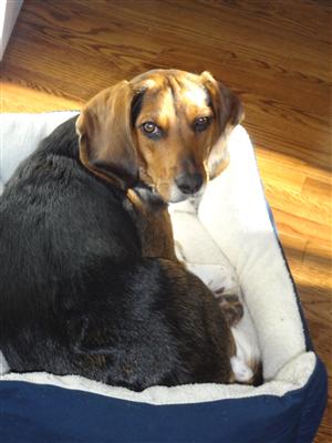 My dog, Sadie 